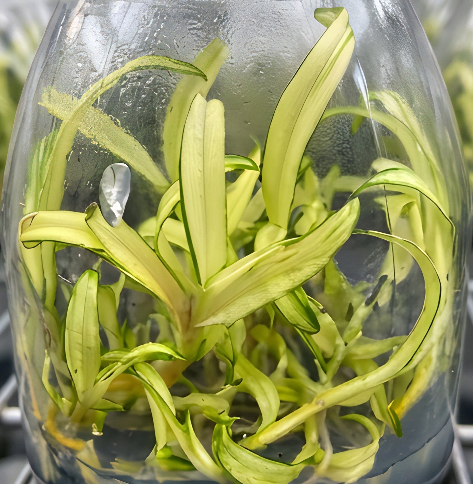 Dendrobium unicum (heavy variegated) (10 plants in) 2