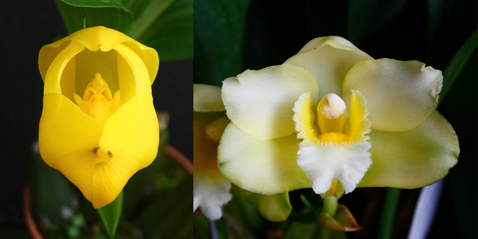 Anguloa clowesii X Bifrenaria harrisoniae var. alba 3