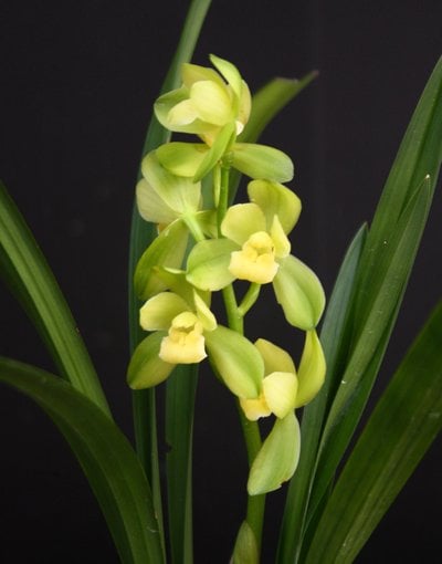 Cymbidium ensifolium 'Luoyang Sumei'  x  sib