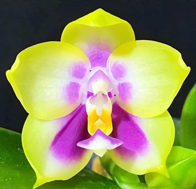 Phal.LL Blue Jaguar  x Phal.Zheng Min Muscats