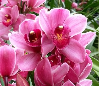 Lucky Rainbow'lapine ponee'
