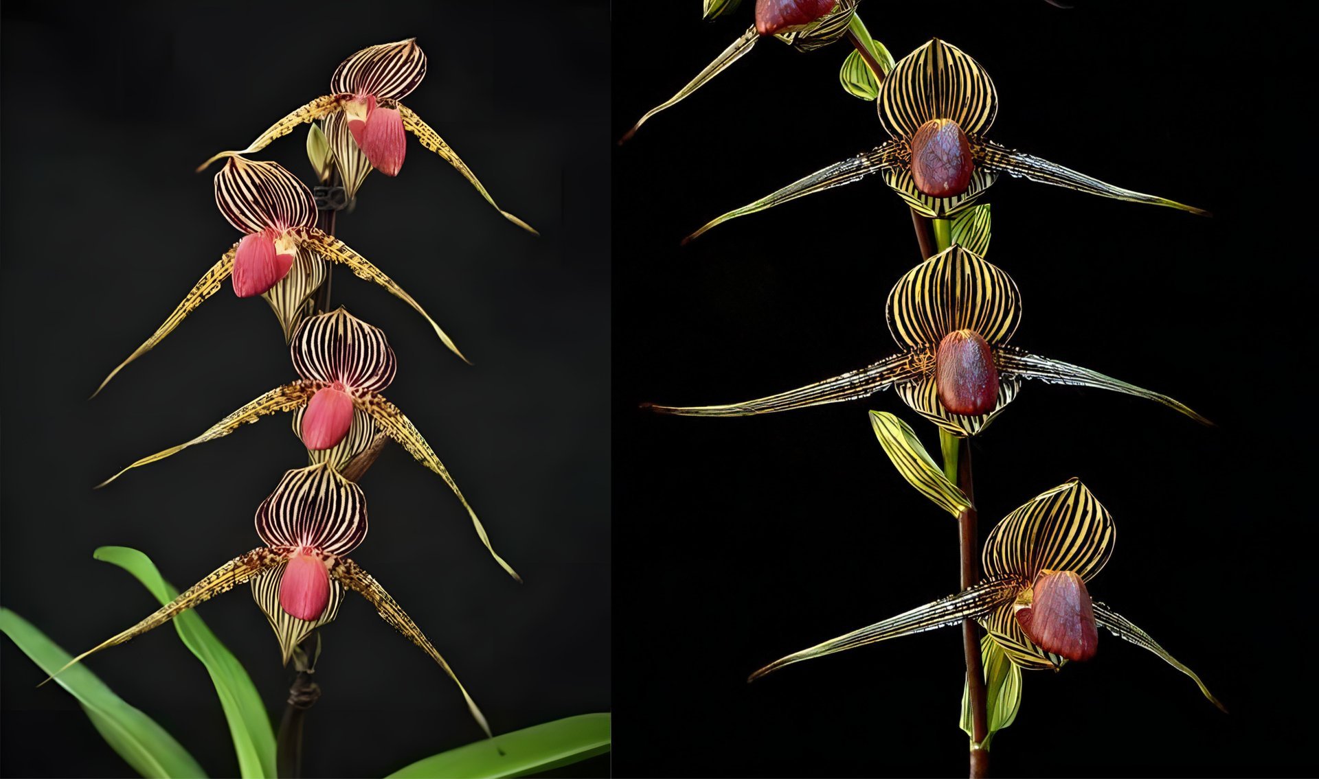 Paph. Lady Rothschild X Paph.rothschildianum 3