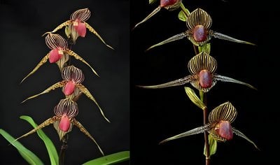 Paph. Lady Rothschild X Paph.rothschildianum