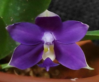 Phal.violacea 'indigo' x Phal.bellina