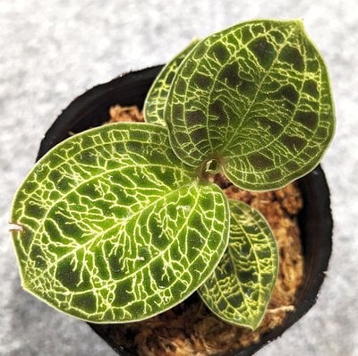Macodes petola (JP)