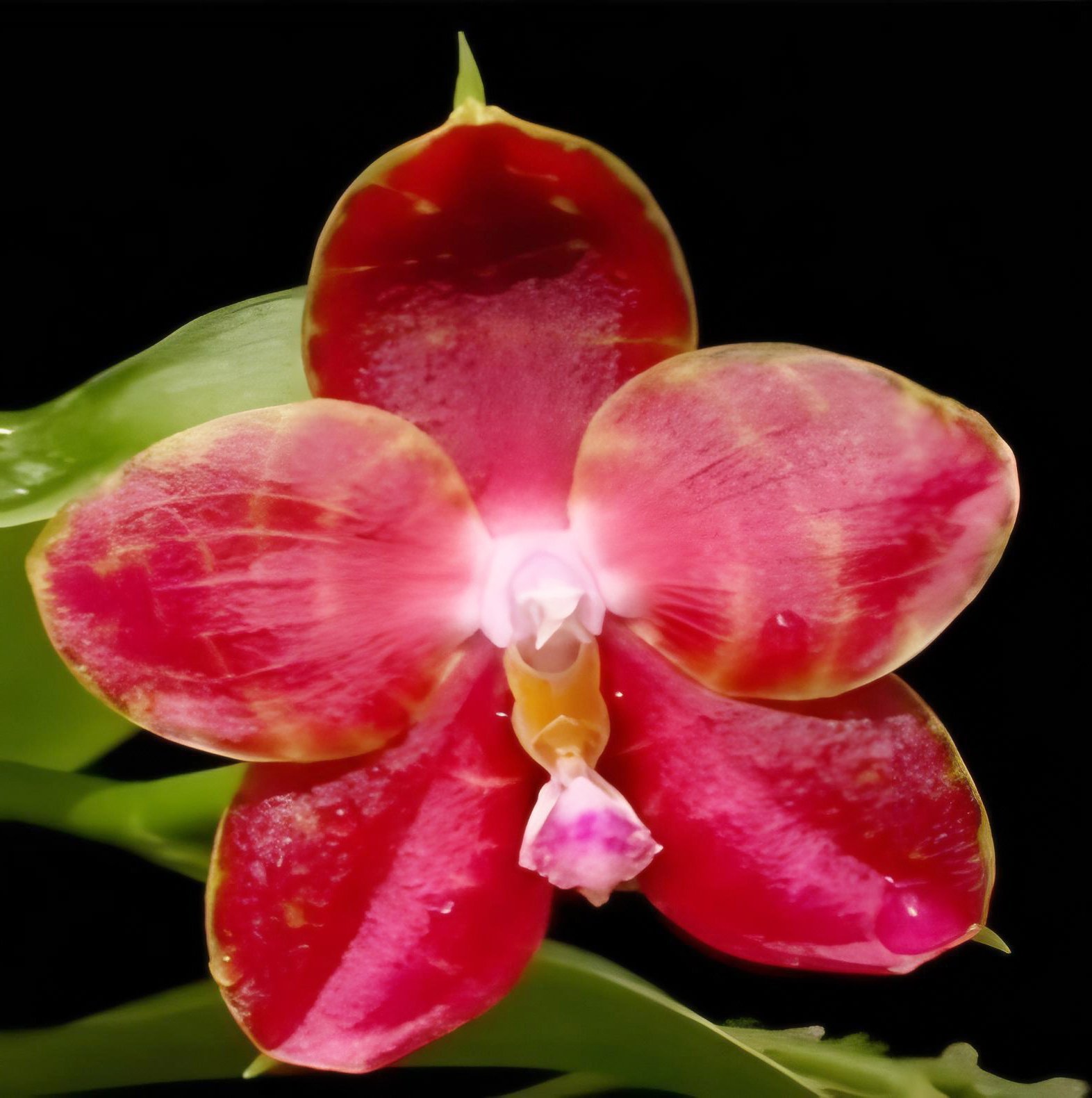 Phal Pylo's Novelty (Mituo King Bellina #1 X Brother Ambo Passion 'OK')
