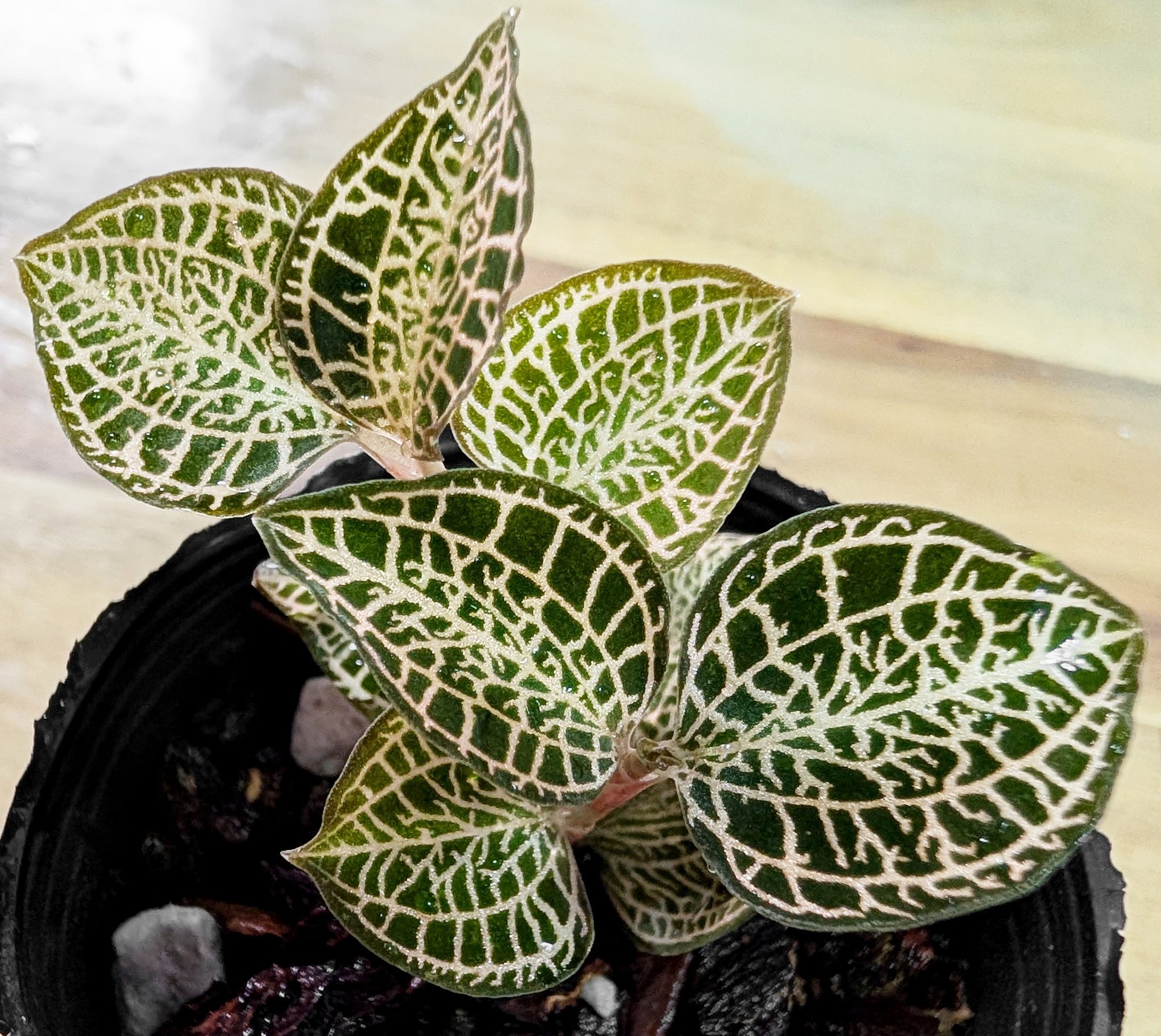 Anoectochilus roxburghii 'White Gold'