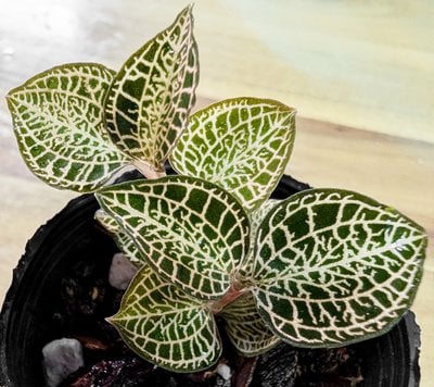 Anoectochilus roxburghii 'White Gold'