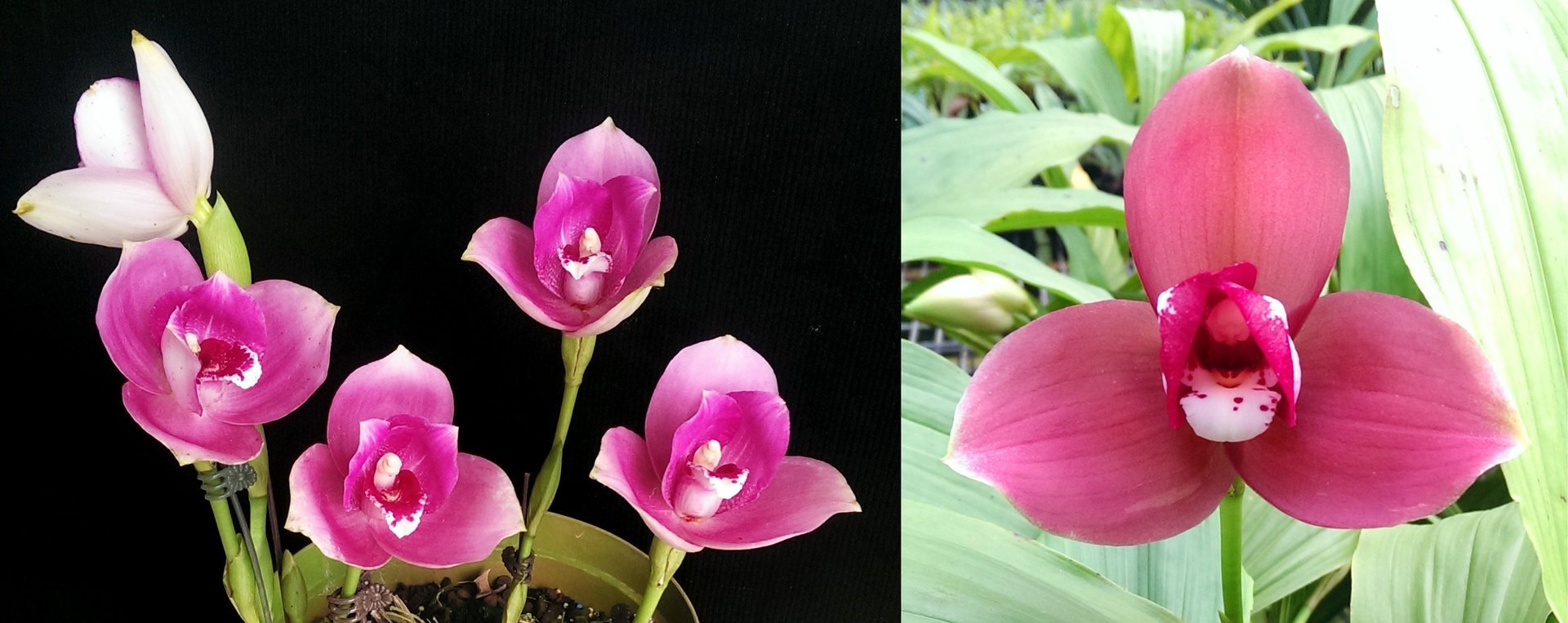(Lyc.Gayser Gold x Lyc.Shonan Harmony)XLyc.Kiama'No 10' 3