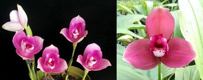(Lyc.Gayser Gold x Lyc.Shonan Harmony)XLyc.Kiama'No 10'