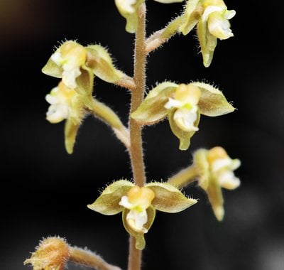 Macodes sanderiana