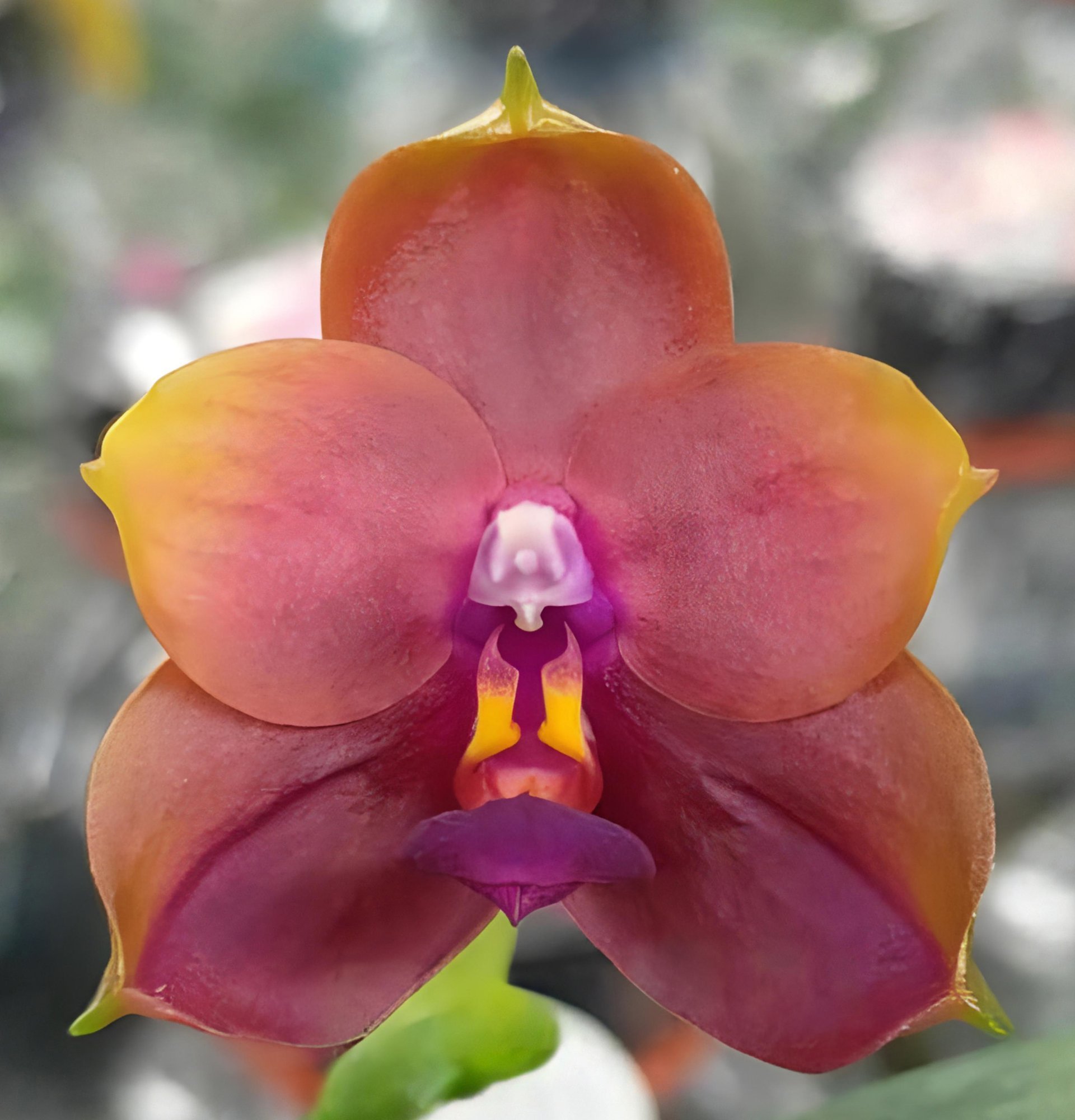 Phal.LD Jara Canary x Phal.LD Flame Tree 2