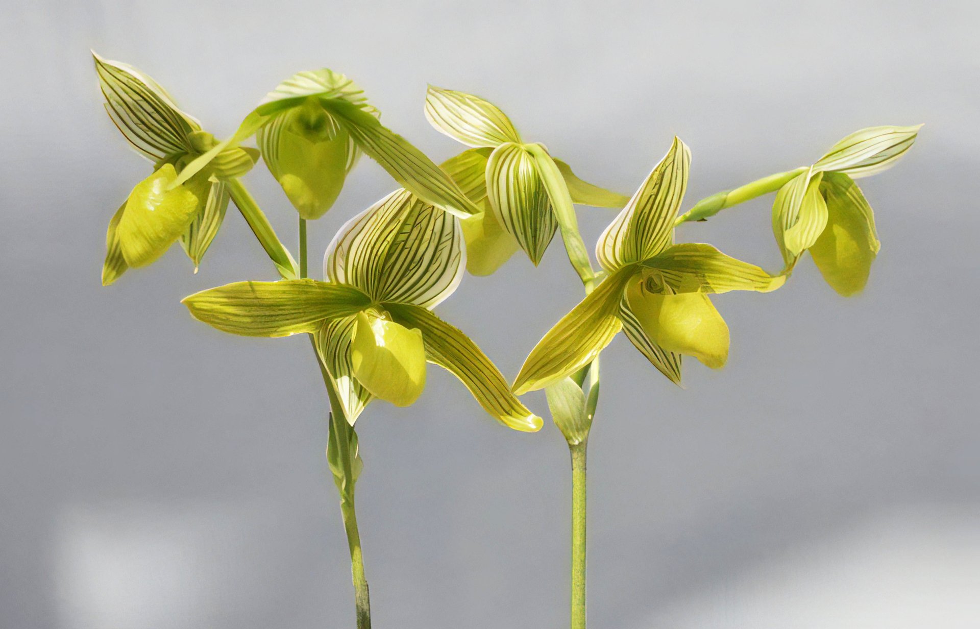 Paph. Green Horizon