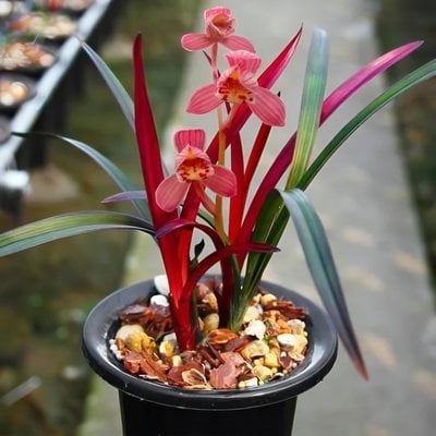 Cymbidium ensifolium"Red Cat Butterfly" X Cymbidium ensifolium"Violet"