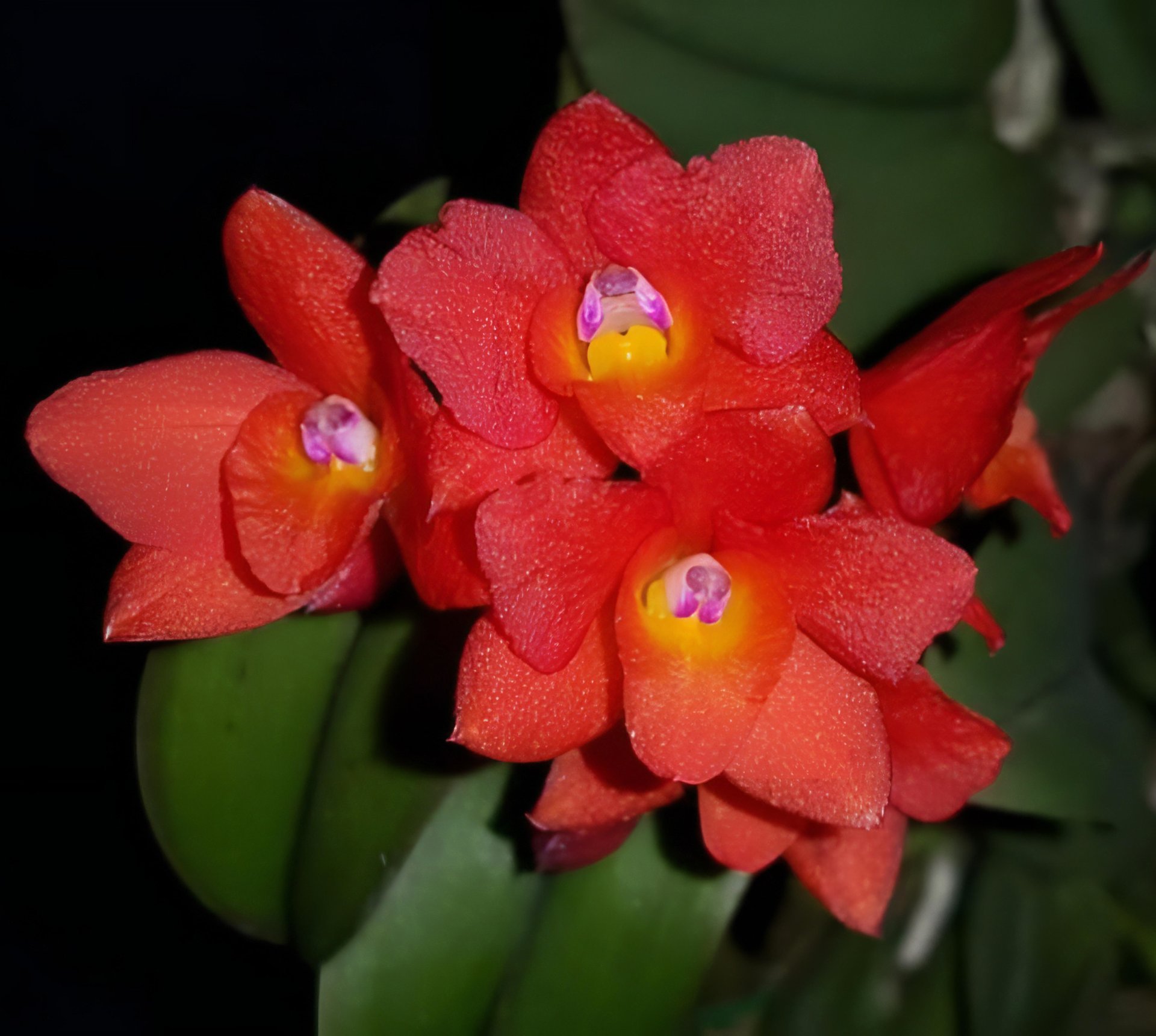 C. cernua X sib