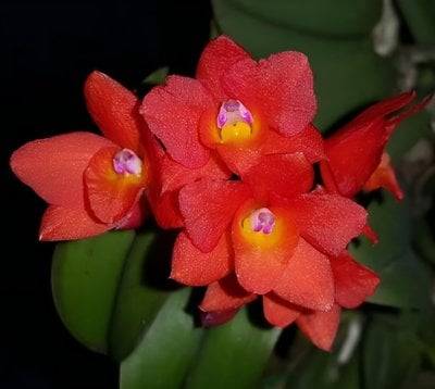 C. cernua X sib