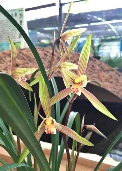 Cym.Great Flower x Cymbidium goeringii'Chuen Huei '春暉