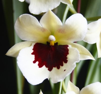 Miltonia Zorro 'Yellow Delight'