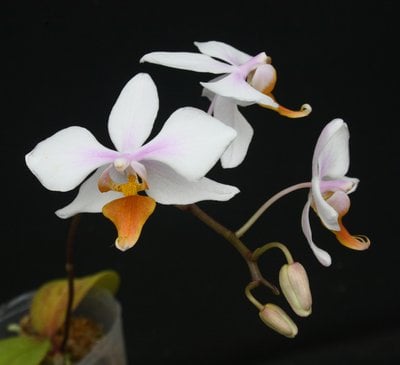 Phal.intermedia yellow lip