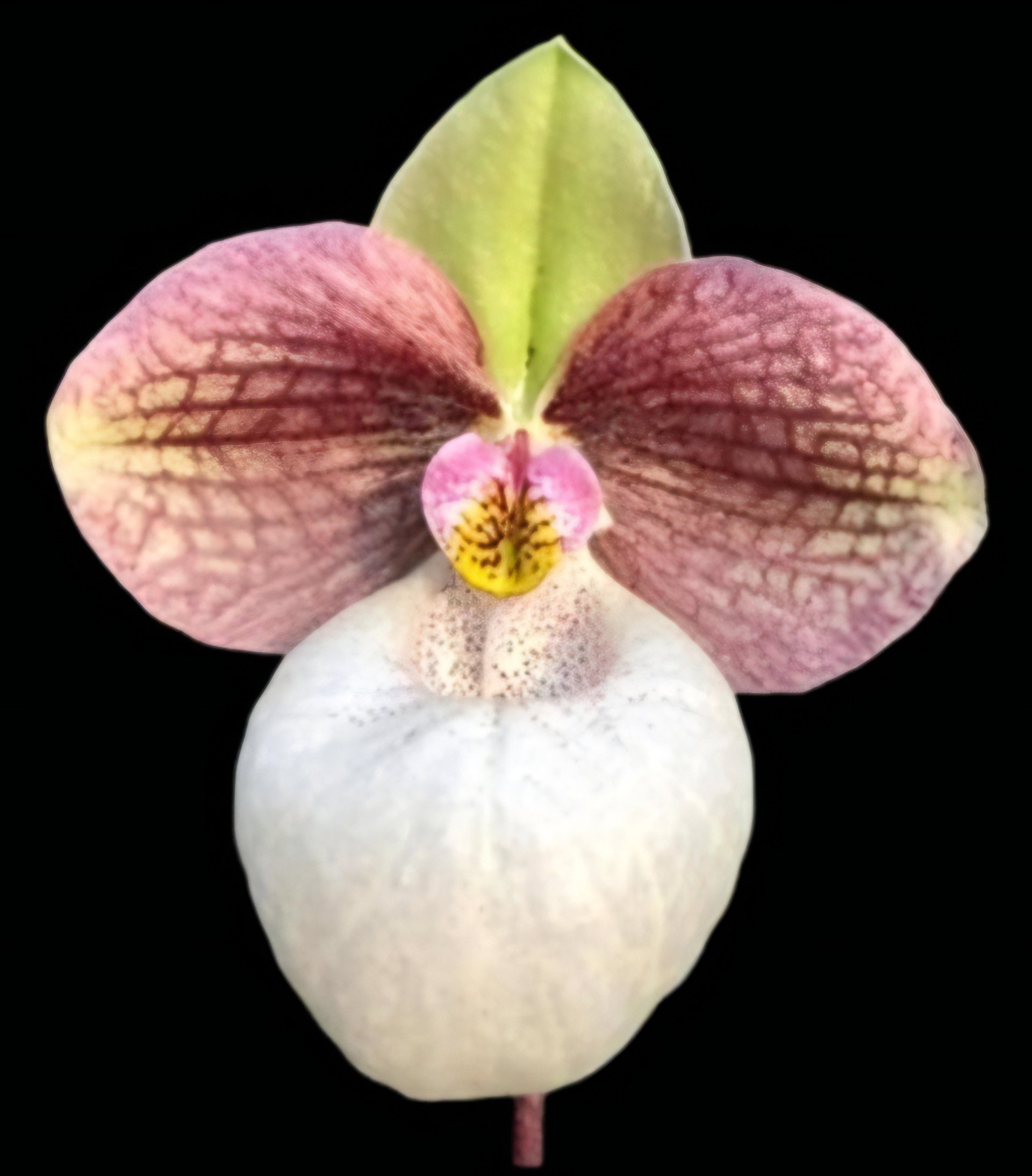 Paph.Micran Magic x Paph.vietnamense