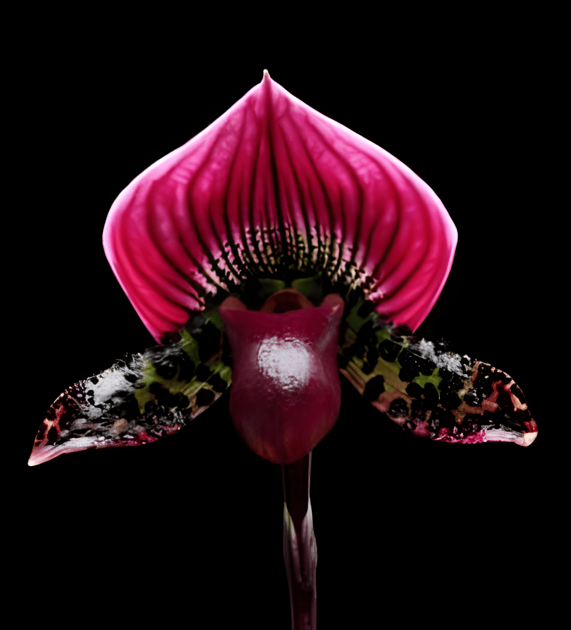 Paph. Ruby Leopard 'Elim BM/TPS' x fairrieanum