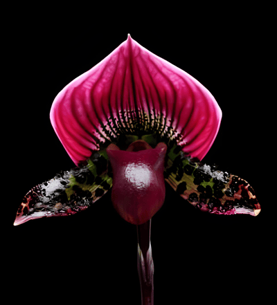 Paph. Ruby Leopard 'Elim BM/TPS' x fairrieanum