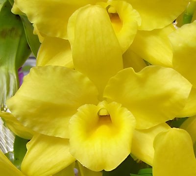 Den.Okayama Gold "Harmony" (Meri clone)