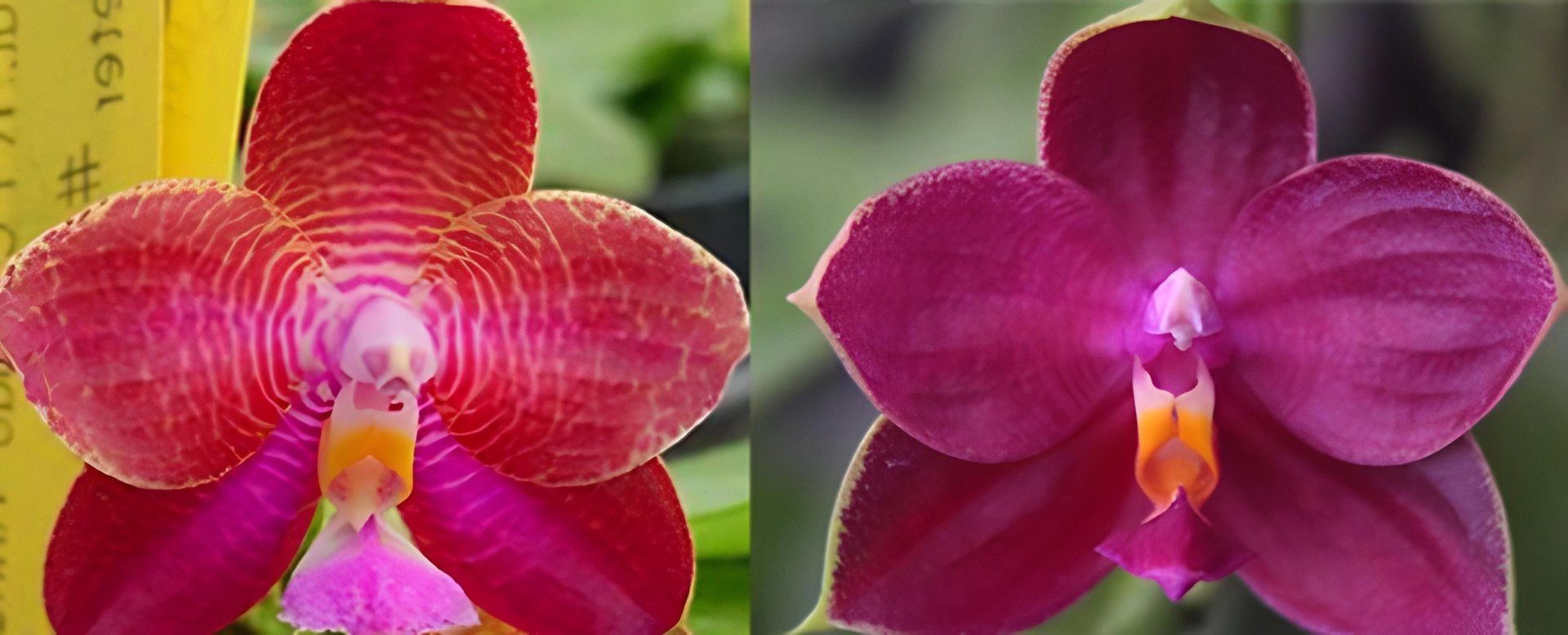 Phal. KTC Khao Khitchakut x Phal. Mel's Purple Ruby 'Peter'