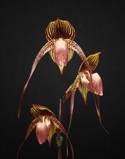 (Paph.anitum x rothschildianum ①)  x self