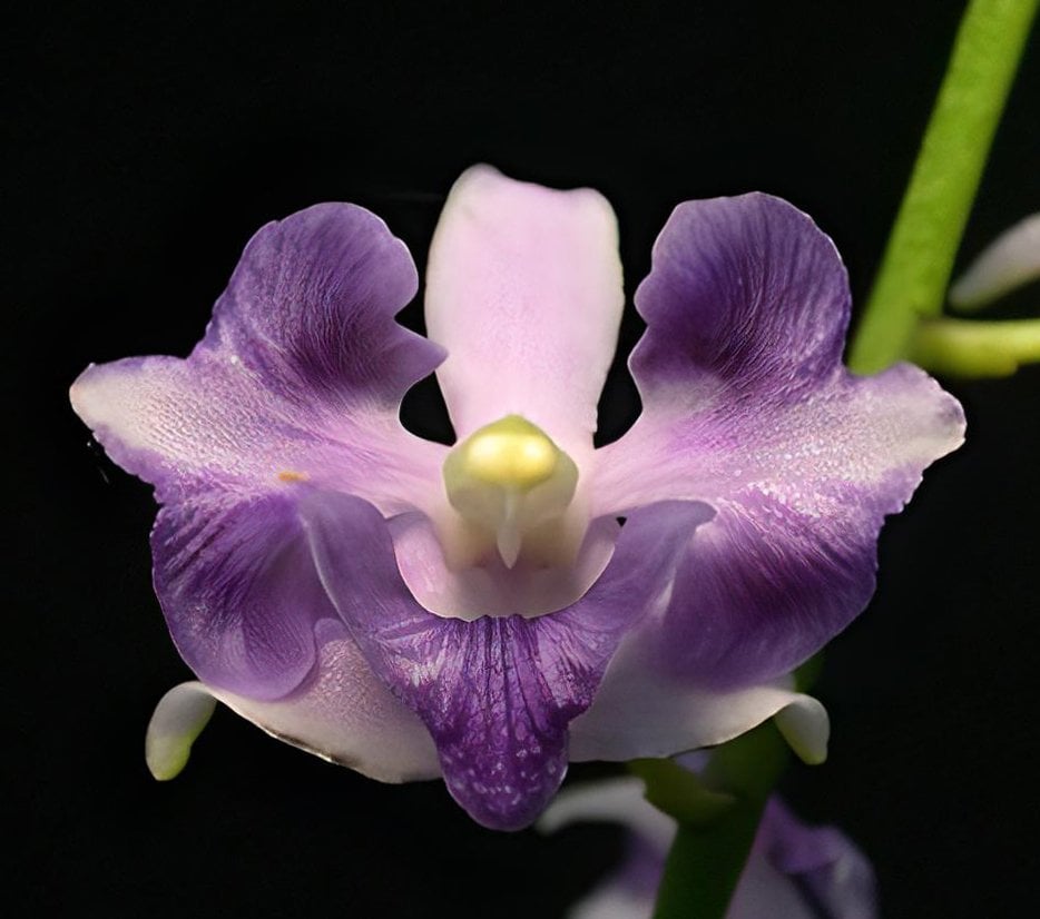 Doritis pulcherrima var. coerulea aquinii x sib