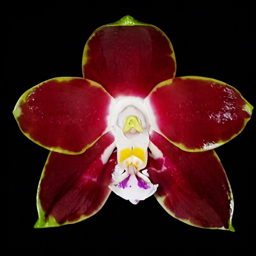 Phal.venosa'red' (Meri clone) 2