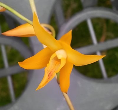 (Lyc. Shonsn Harmany x Lyc. Aubum) x Bifrenaria aureofulva