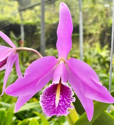 Cattleya maxima x sib (semi/alba x red)