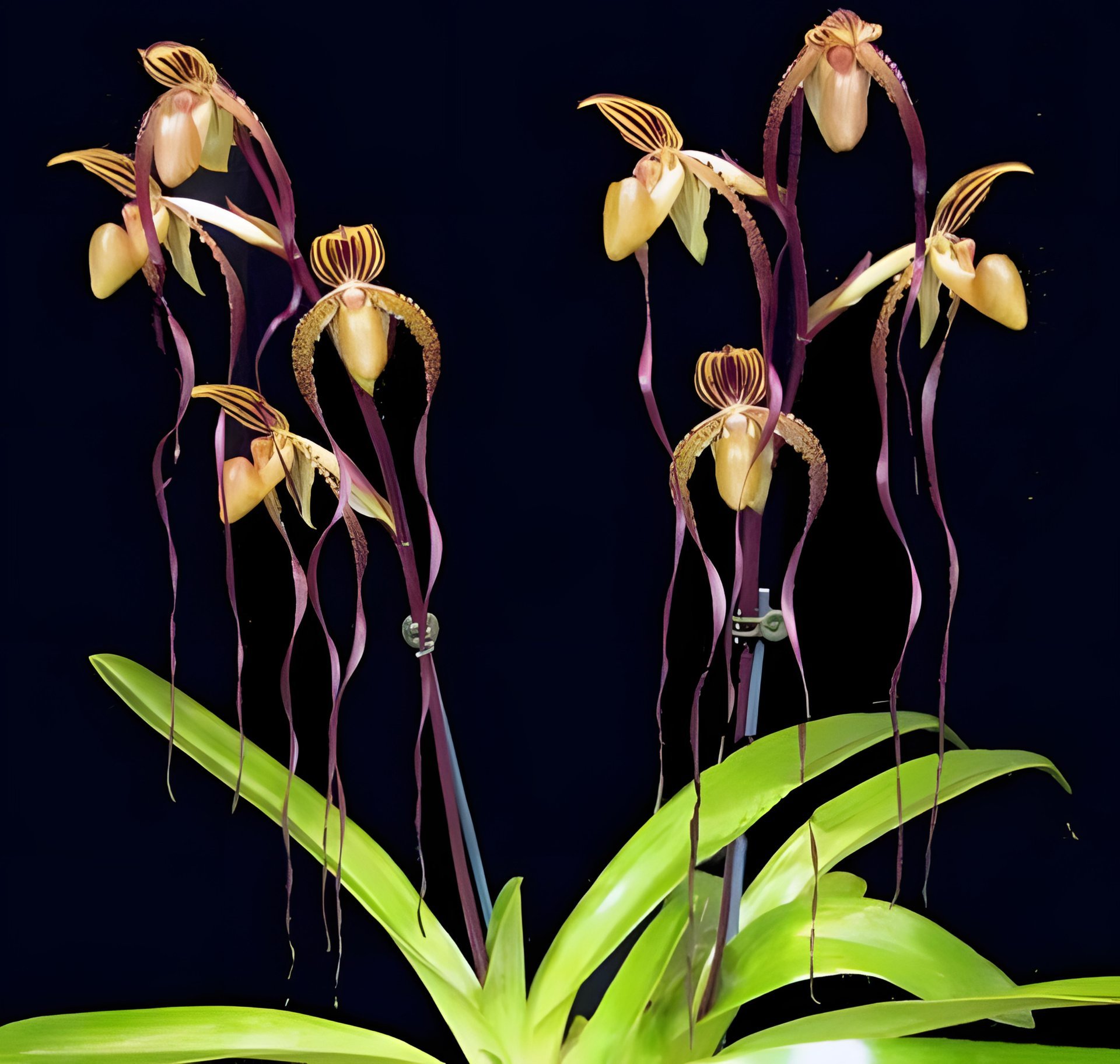 Paph. Angel Hair