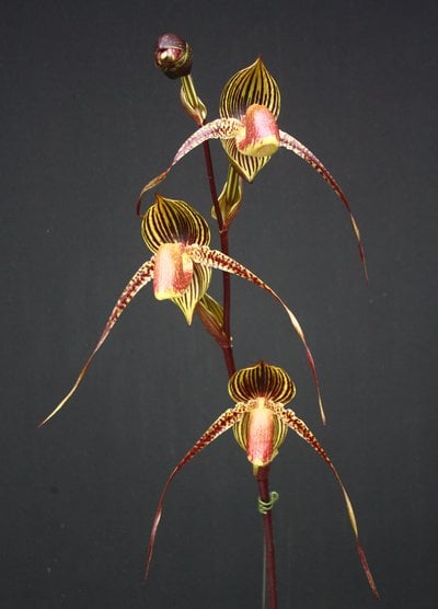Paph.Saint Swithin x (Paph anitum x rothschildianum ②)