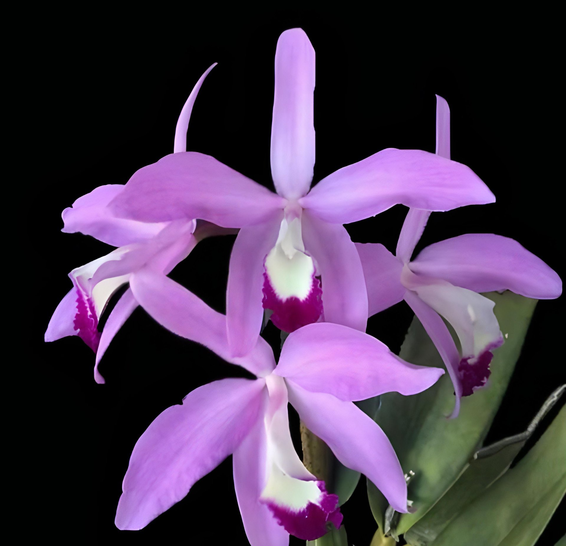 Cattleya (Laelia) perrinii x sib