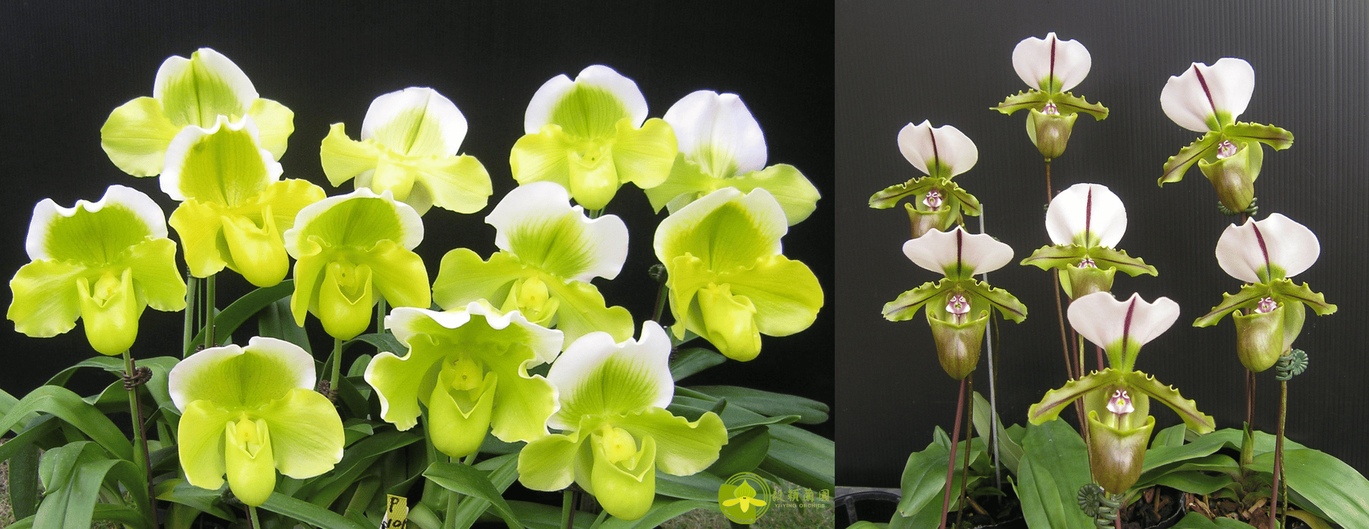 Paph.Yi-Ying Golden Slipper x Paph.spicerianum 3