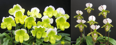Paph.Yi-Ying Golden Slipper x Paph.spicerianum