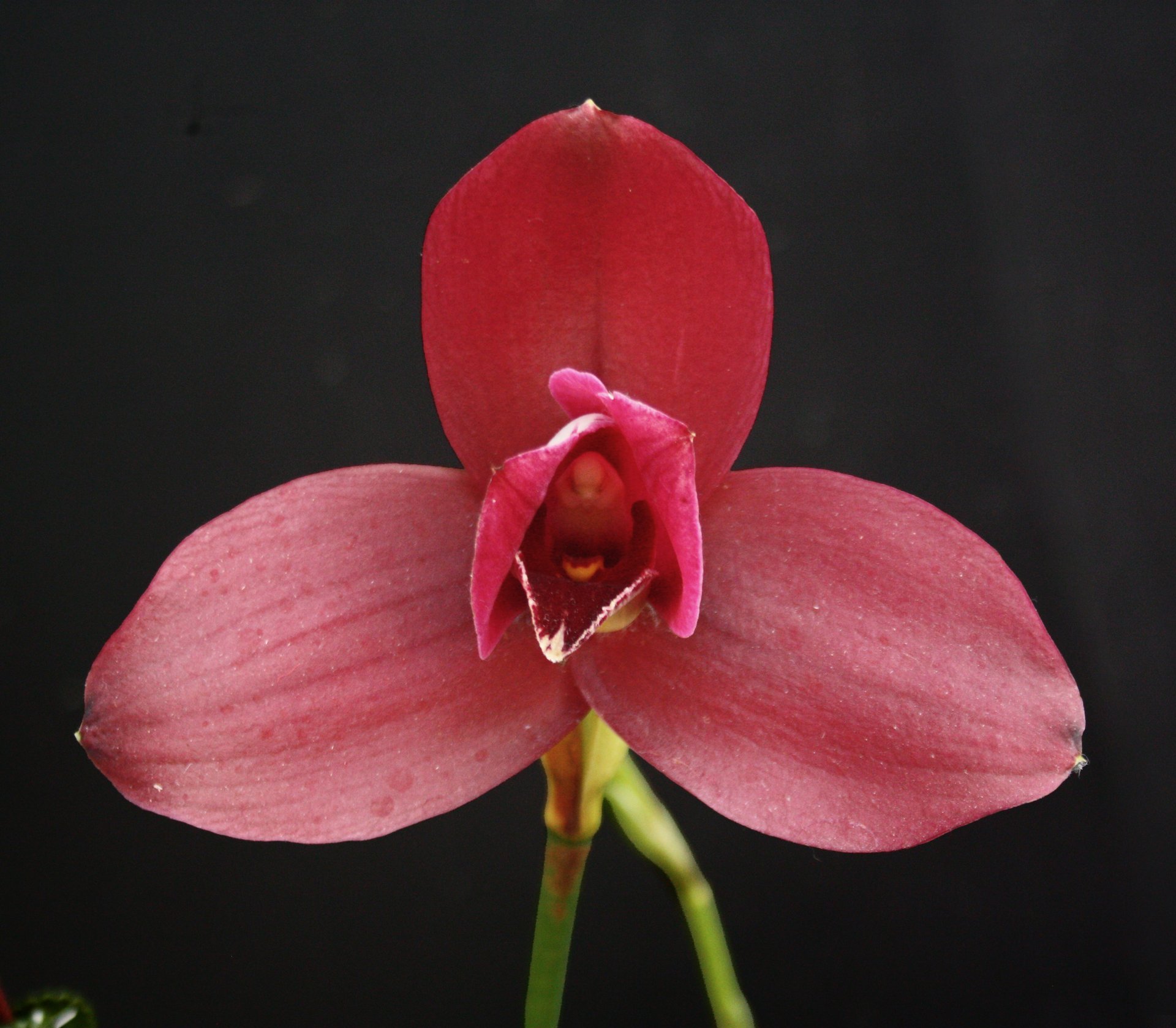 Bifrenaria tyrianthina x Lyc.Yi-Ying Sakura 'No 79 (Black)' 2
