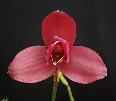 Bifrenaria tyrianthina x Lyc.Yi-Ying Sakura 'No 79 (Black)'