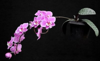 Phal.schilleriana"TKB"