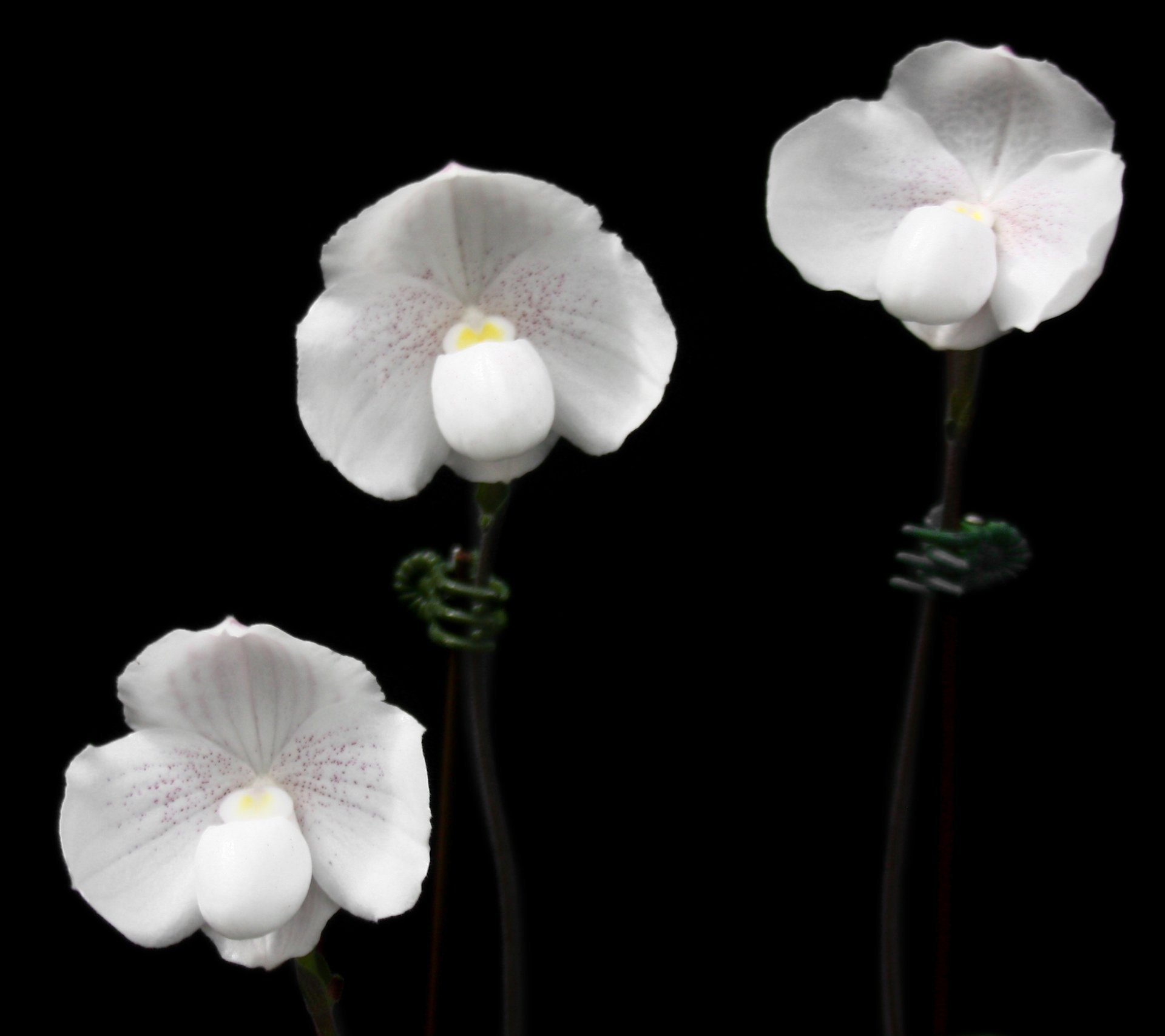 Paph.Deception (paph.delenatii X paph. niveum )