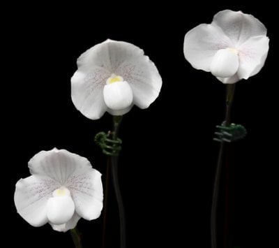 Paph.Deception (paph.delenatii X paph. niveum )