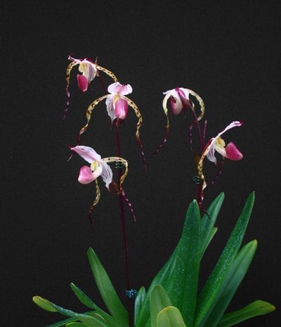 Paph.stonei x self