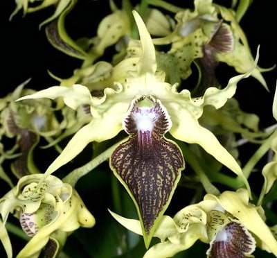 Den.alexandrae  X Den.(shiraishii x macrophyllum)