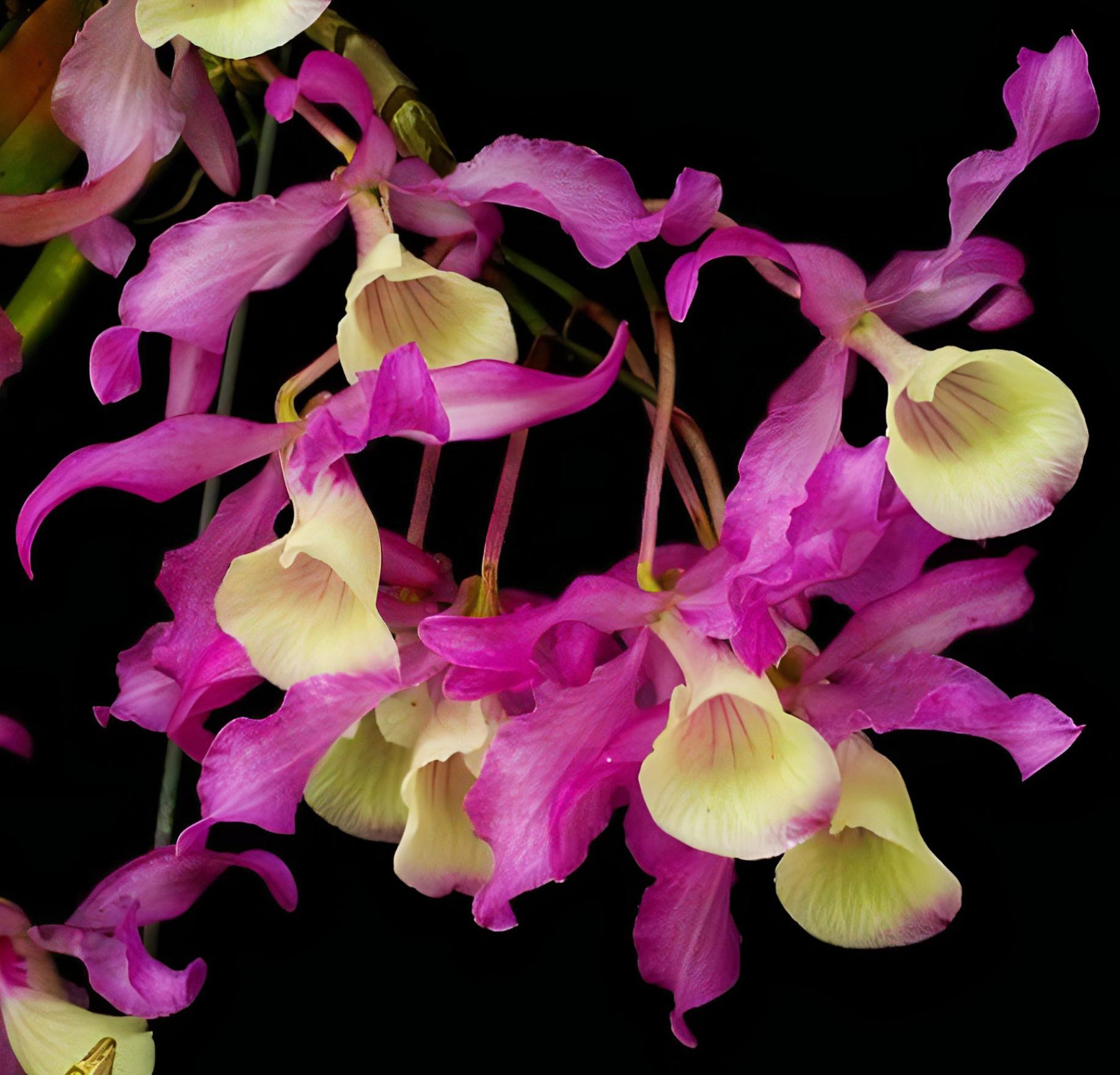 Dendrobium tortile x self