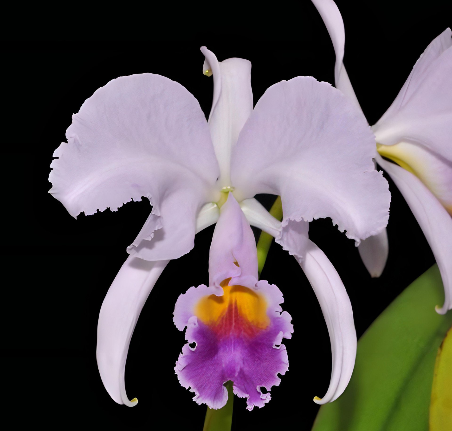 Cattleya trianaei coerulea x sib