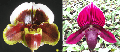 Paph.Yi-Ying Fire Fox  X Yi-Ying Stanta Claul