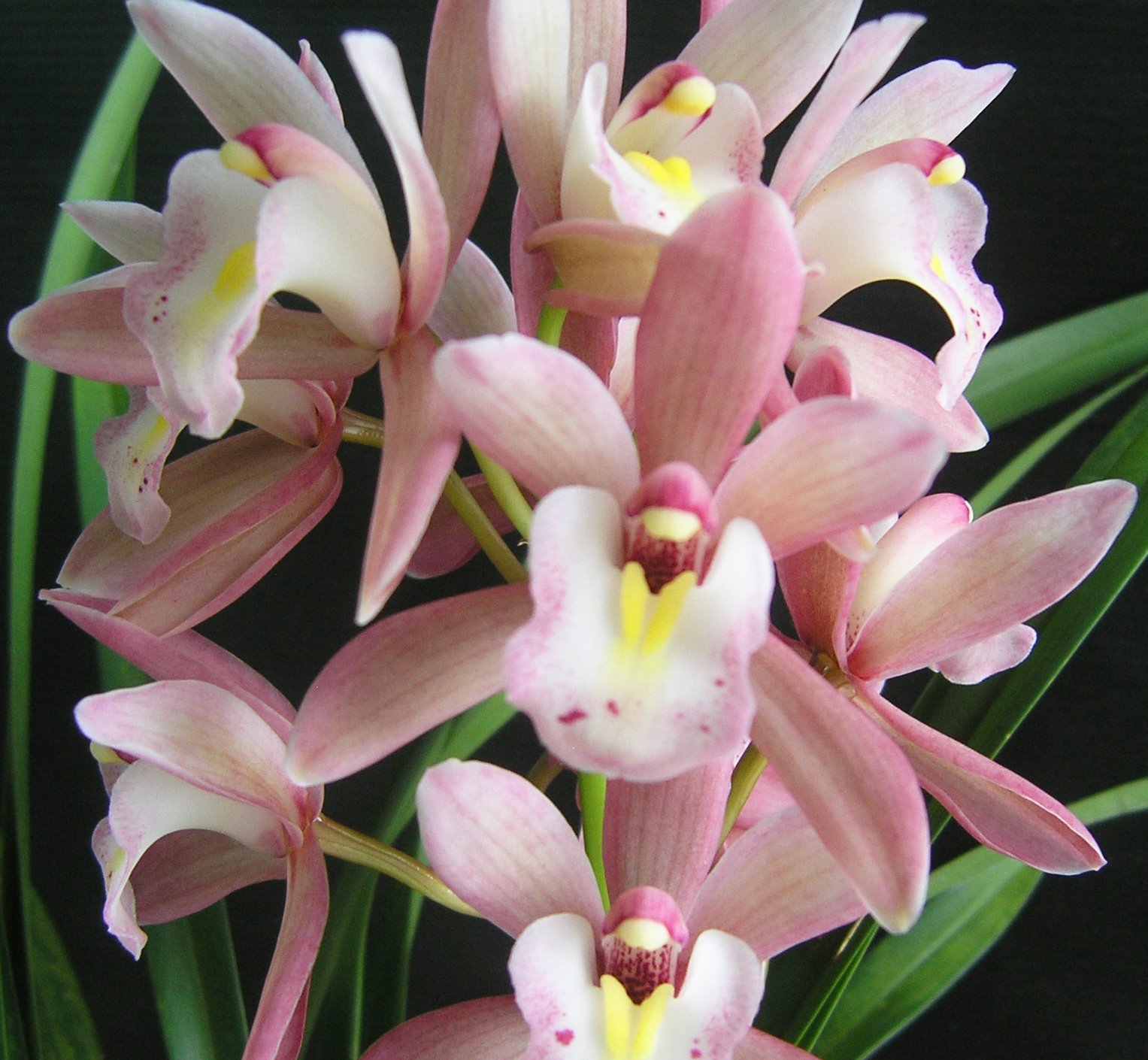 Cym.Sweet Heart" Sakura" X Cym.Mystique'Yi-Ying Princess'
