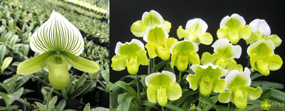 Paph.Yi-Ying Green Coral x Paph.Yi-Ying Golden Slipper